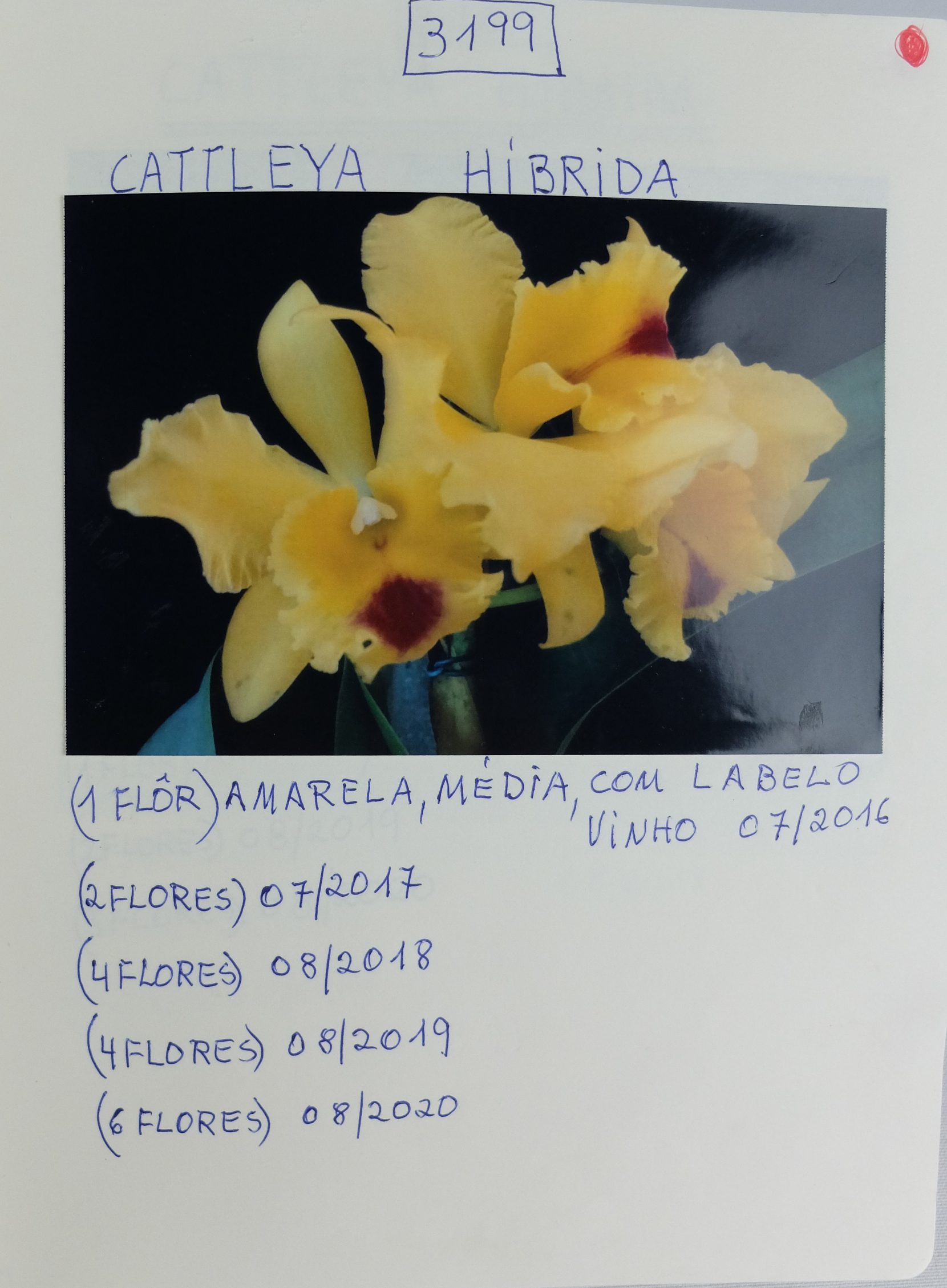 3199 Cattleya Híbrida - Orquidaria Rosita
