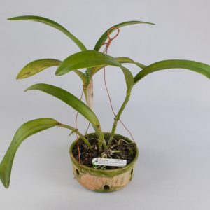 5232 BLC Yong Kong Sun