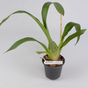 5244 Oncidium Colmanara