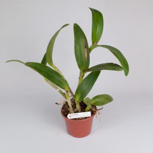 5264 Cattleya Hibrida